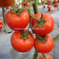 T06 Kaiser madurez temprana híbrido f1 determinado semillas de tomate diferentes tipos de semillas